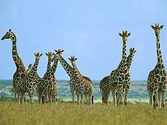 Giraffe Herd in Field, Kenya, Africa